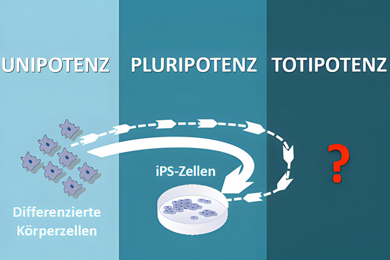 Totipotenz II Der schillernde Embryobegriff