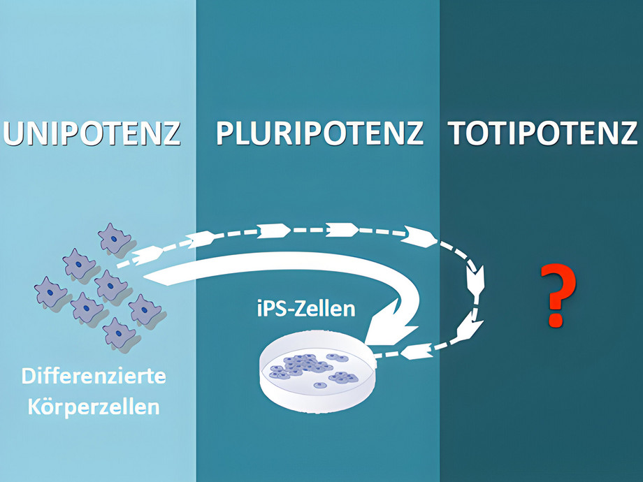 Totipotenz II: Der schillernde Embryobegriff